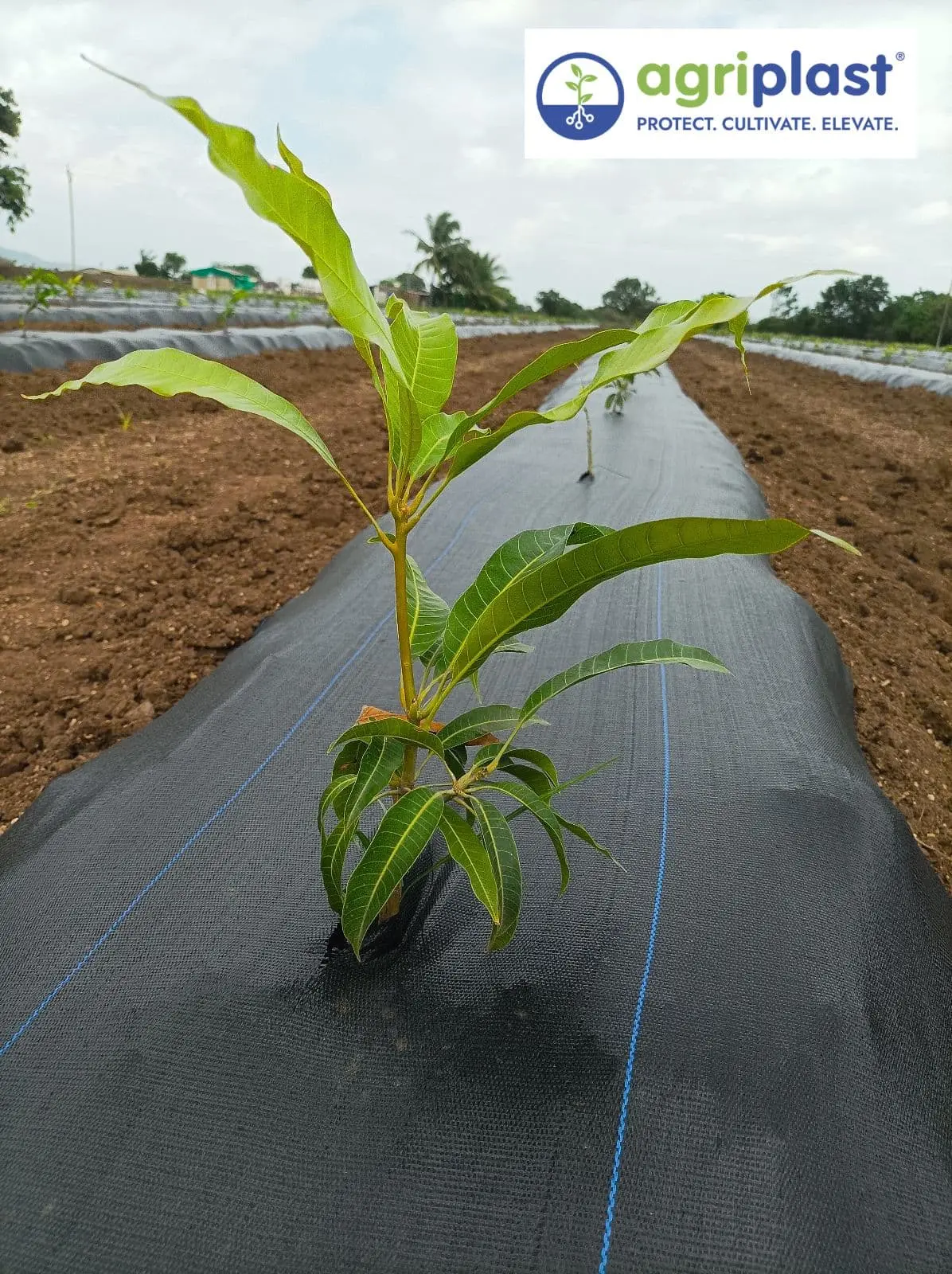 Newly planted mango grafted sapling growing on black weed mat with multiple planted rows visible in background